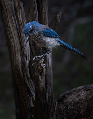 Scrub Jay in Moonlight by Carol Fox Henrichs