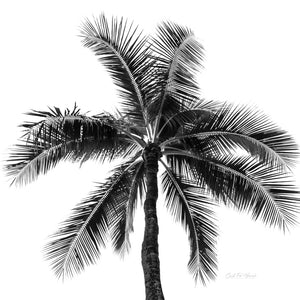 Coastal Memories: Palm Silhouette by Carol Fox Henrichs