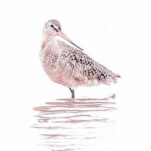 Backward Glance - Marbled Godwit by Carol Fox Henrichs