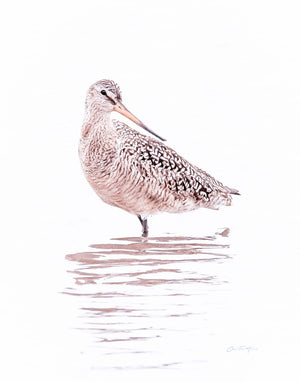 Backward Glance - Marbled Godwit by Carol Fox Henrichs