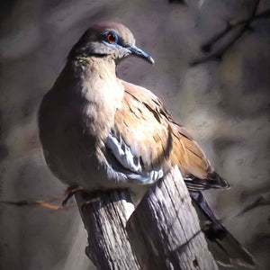 Perfectly Posed by Carol Fox Henrichs