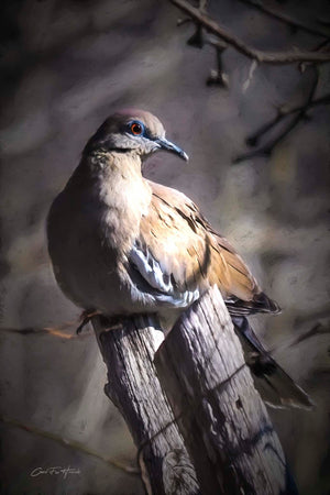 Perfectly Posed by Carol Fox Henrichs