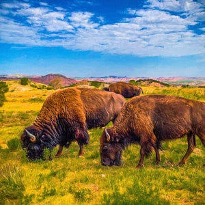 Painted Bison — bison grazing below red canyon hills at Caprock Canyons State Park, Texas, by Carol Fox Henrichs