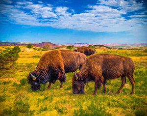 Painted Bison — bison grazing below red canyon hills at Caprock Canyons State Park, Texas, by Carol Fox Henrichs