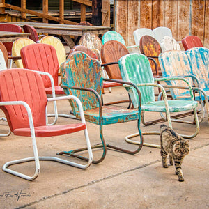 The Cat Couldn't Care Less by Carol Fox Henrichs