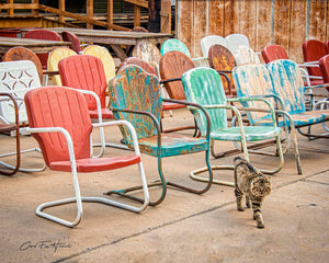 The Cat Couldn't Care Less by Carol Fox Henrichs