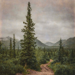 To Somewhere Beyond Here — a dirt path into the boreal forest at Denali, Alaska, by Carol Fox Henrichs