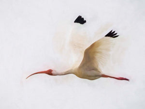 White Ibis Flyby by Carol Fox Henrichs
