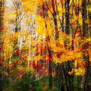Memories of Trees by Carol Fox Henrichs