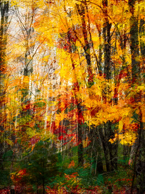 Memories of Trees by Carol Fox Henrichs