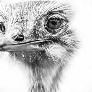 Ostrich Eye View by Carol Fox Henrichs