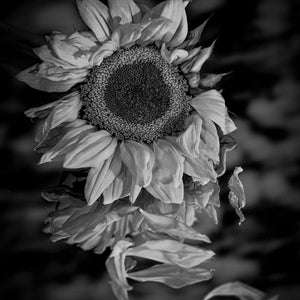 Wild in Monochrome: Sunflower's Reflections by Carol Fox Henrichs