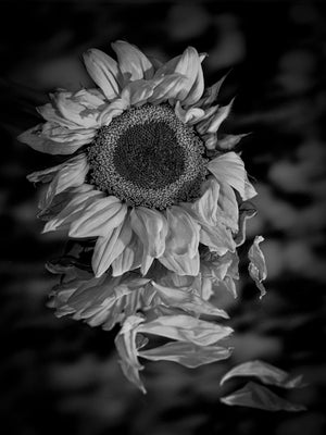 Wild in Monochrome: Sunflower's Reflections by Carol Fox Henrichs