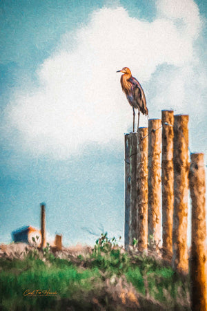 Sunrise Sentry by Carol Fox Henrichs