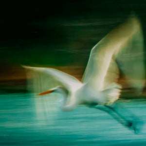 Fly Away #2 — a great egret taking flight over a Galveston salt marsh, by Carol Fox Henrichs