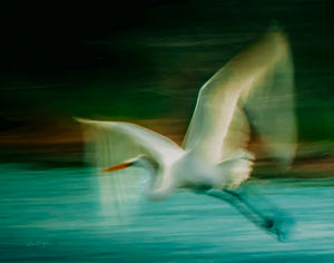 Fly Away #2 — a great egret taking flight over a Galveston salt marsh, by Carol Fox Henrichs