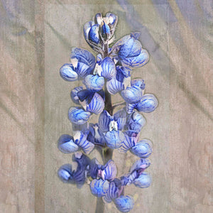 Bluebonnet Sketch by Carol Fox Henrichs