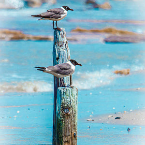Just the Two of Us: Perched Gulls by Carol Fox Henrichs