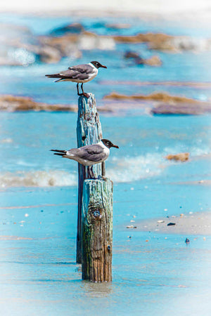 Just the Two of Us: Perched Gulls by Carol Fox Henrichs
