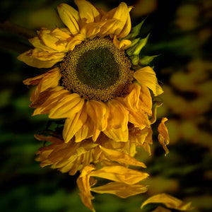 Sunflower Reflections by Carol Fox Henrichs
