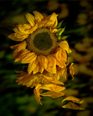 Sunflower Reflections by Carol Fox Henrichs